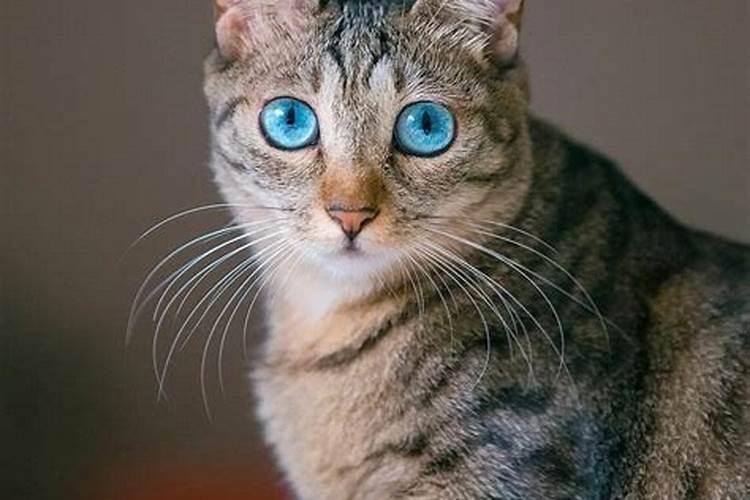 周公解梦梦见被猫咬
