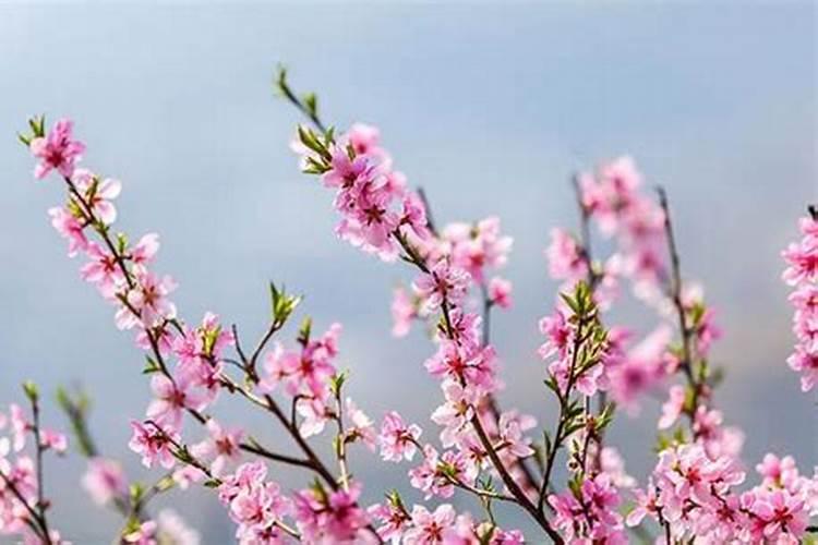 梦见表妹来我家做客、烧菜给我吃？