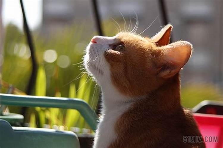 梦到猫死了 梦到猫死了什么预兆