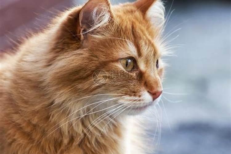 梦到猫死了有什么预兆