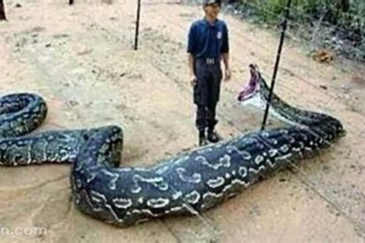 梦见梦家里有巨蟒被我杀死了的预兆