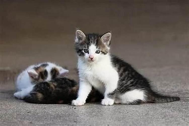 属狗的人千万不要养猫,什么属相的人最适合养猫