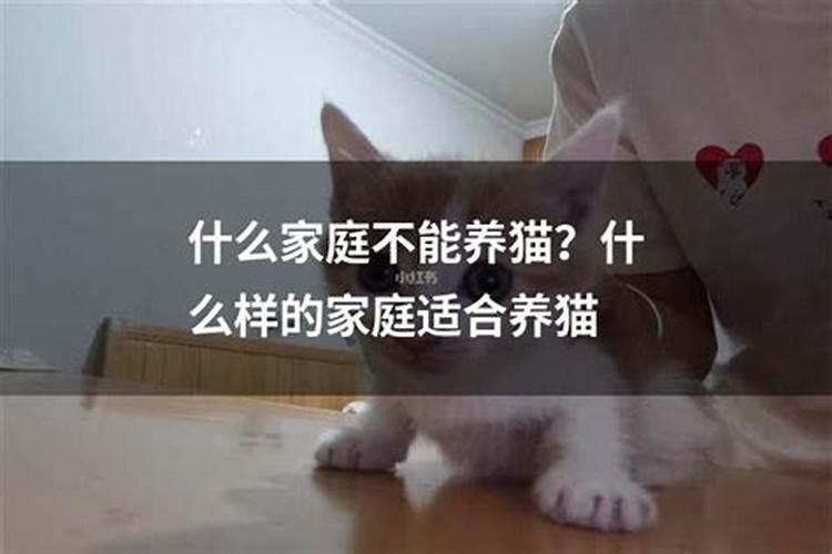 养猫会对家里的风水不好吗？