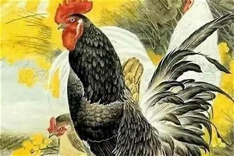 81年农历八月属鸡命运如何 八月出生属鸡人一生荣华富贵？