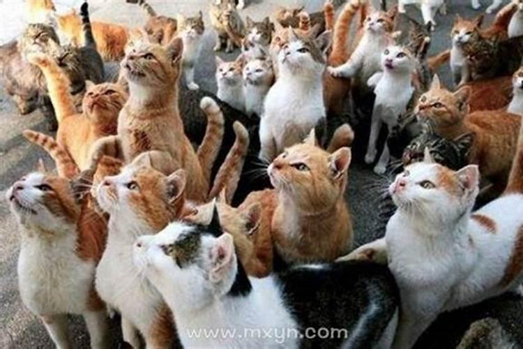 女人梦见一群猫是什么预兆周公解梦