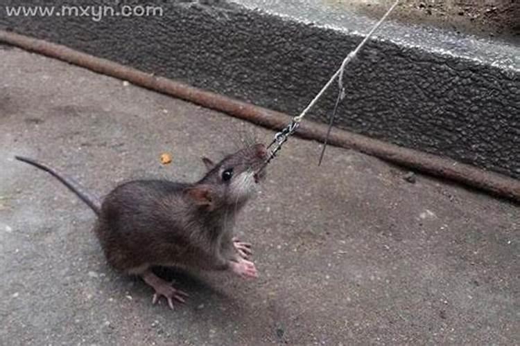 属猪的遇到虎年,猪人逢虎年运程