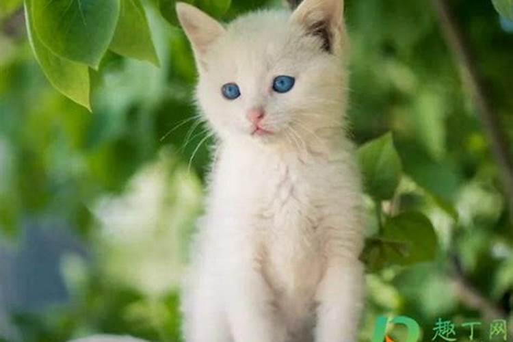 梦见猫是什么预兆周公解梦
