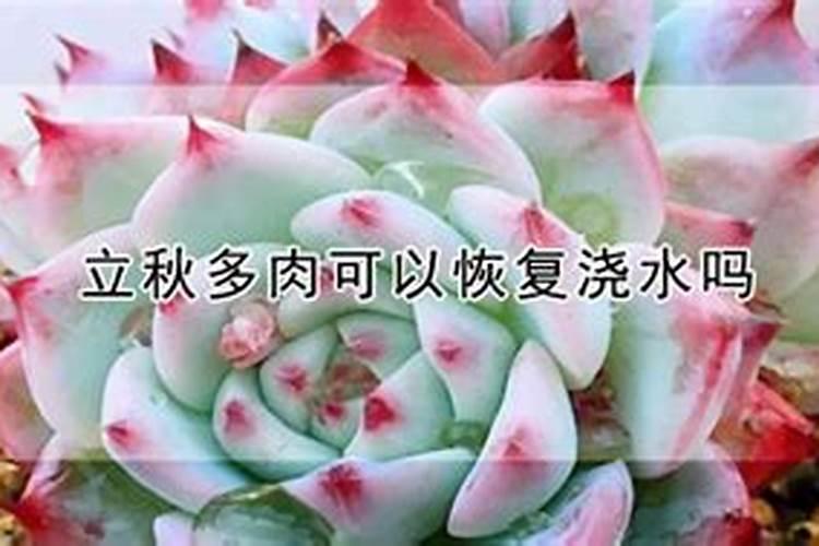 多肉艰难度夏后,立秋怎么养才会胖嘟嘟