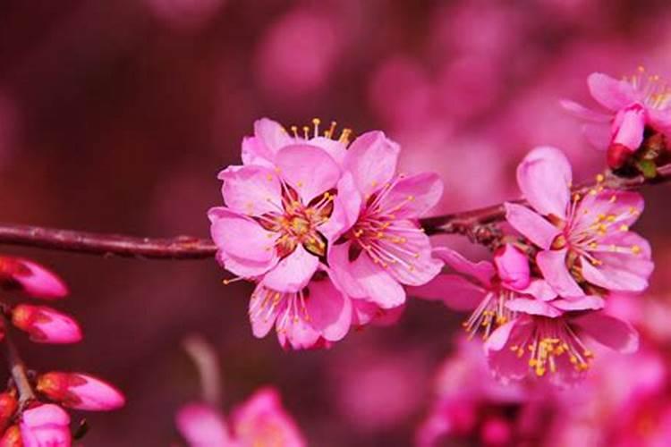 桃花运极好八字,八字中带桃花的人特点