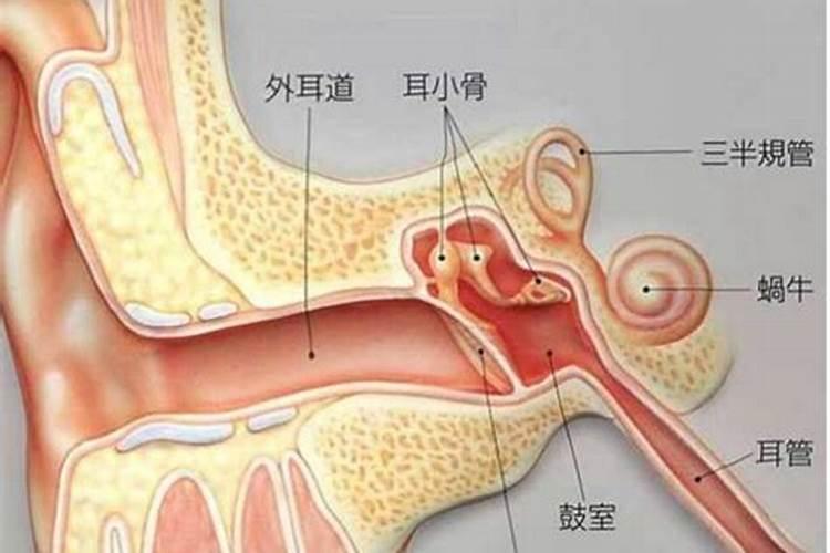 耳朵长得像老鼠耳朵命好不好？