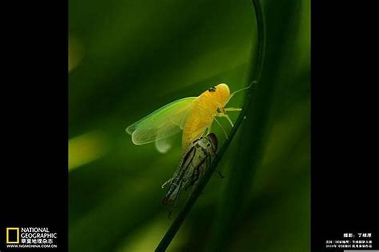 普陀山普济寺大圆通殿右边的供奉的是哪个菩萨？