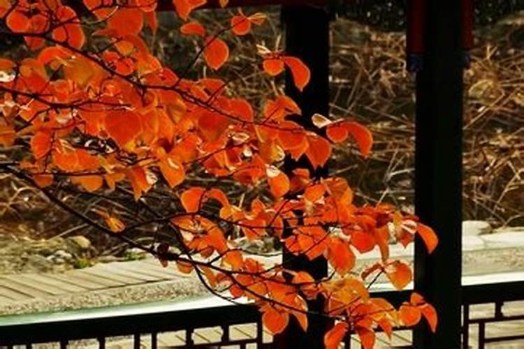 重阳节用什么方式来庆祝