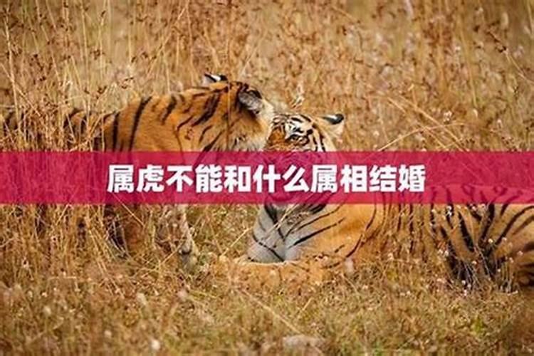 属虎的属相婚配表大全 古代生肖婚配有哪些禁忌？