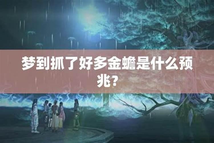 梦见蟾蜍是什么征兆