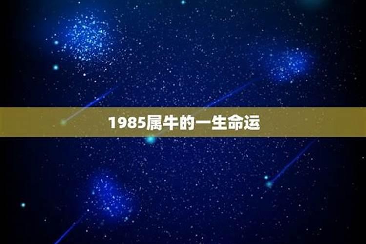 1985年属牛人的命运