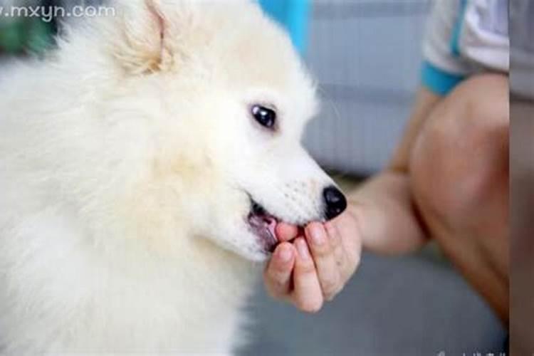 梦见狗咬我的手但不疼