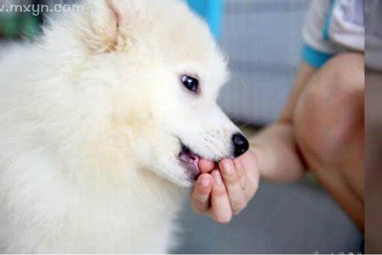 梦见自己被狗咬不痛