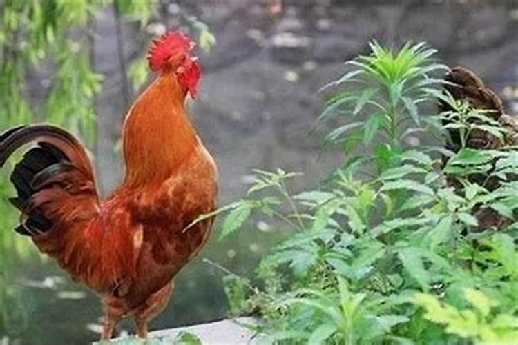 男女属鸡的属相婚配表大全属鸡的和什么属相最配