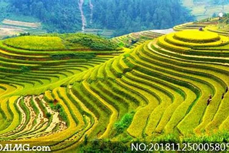梦见摘了沙枣后吃了的预兆