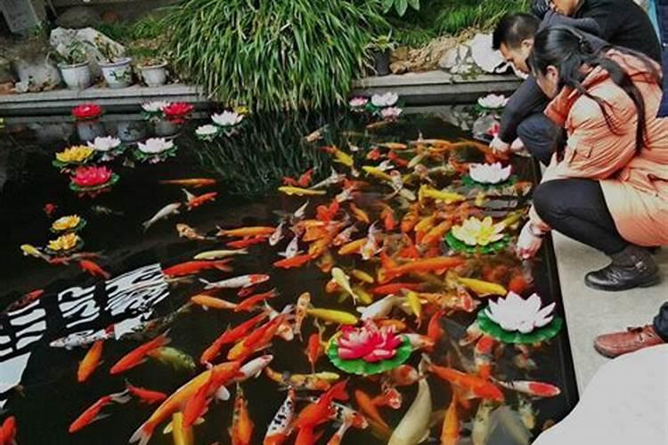 孕妇梦见红鲤鱼是什么意思？