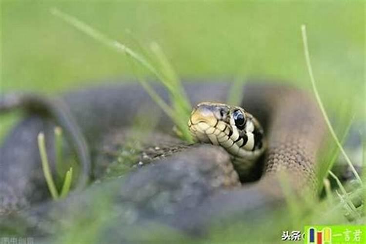 梦见别人怀了自己的孩子的预兆