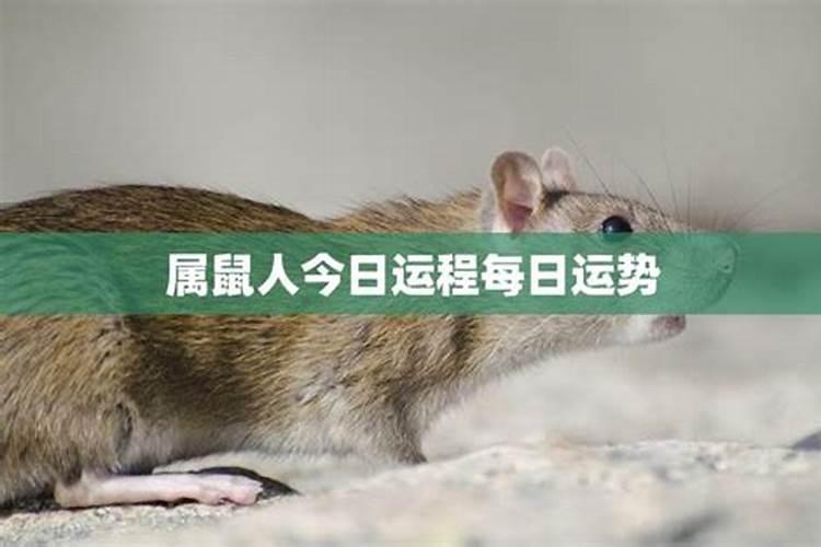 84年属鼠什么命