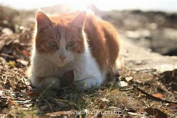 梦见大猫生小猫大猫死了