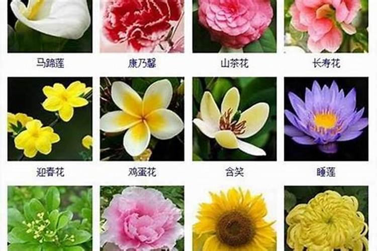 花店名字唯美浪漫取名120个