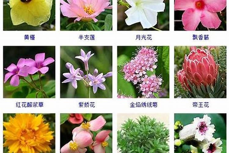 有创意的花园名字
