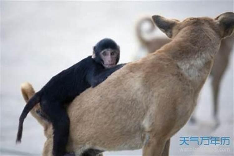 女狗和男猴婚姻旺不旺 会幸福吗