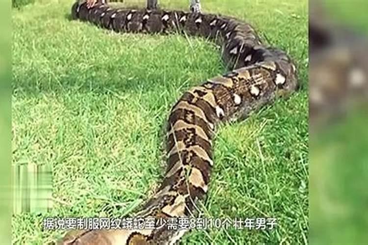 梦见女朋友怀上别人的孩子的预兆