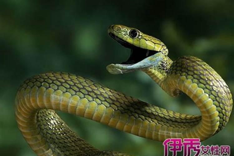 官宣12生肖4月闰月的运势吉凶