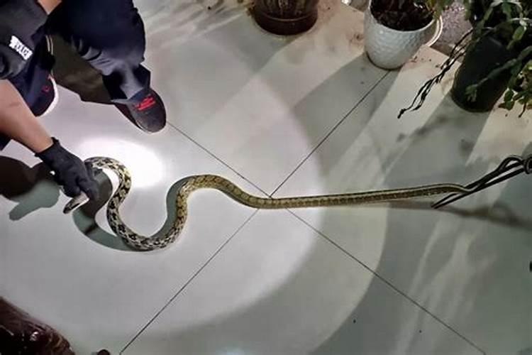 家里卧室出现蛇是什么征兆？好不好？