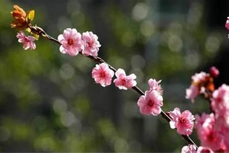 如何破解桃花煞
