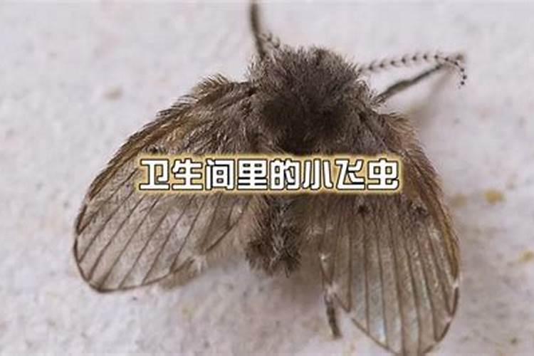 梦见租的房子死过人