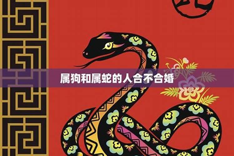 请问男属狗与女属蛇八字相合吗？