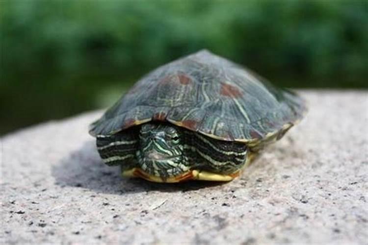 梦见一只死了的乌龟又活了的预兆