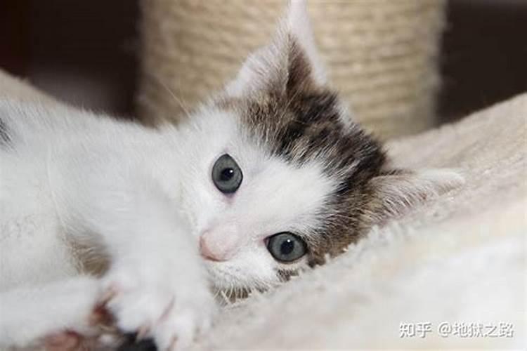 2025年4月24号十二生肖运势