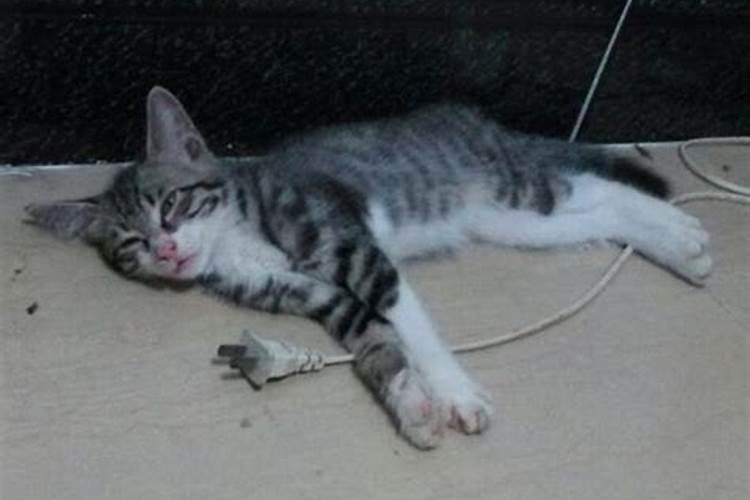 周公解梦梦见猫死了 梦见猫死了好不好