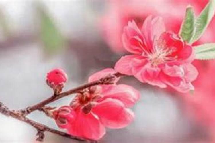 清明节中午吃饭有什么讲究吗