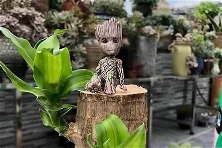 抖音很火的浇水发芽的木头叫什么上面还有一个小人？