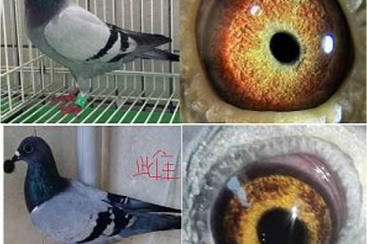 家里来一对鸽子是好事还是坏事？