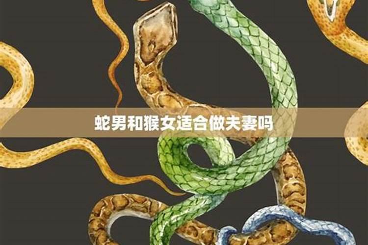 猴蛇属相婚配好不好猴蛇相合还是相克