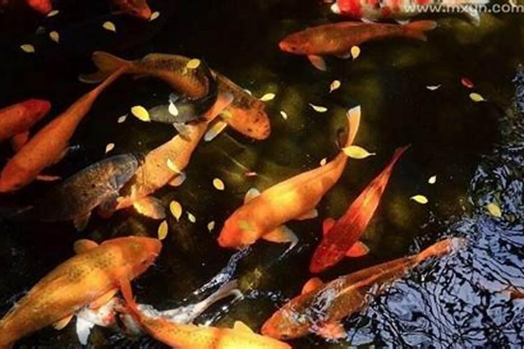 梦见红鱼在水里游