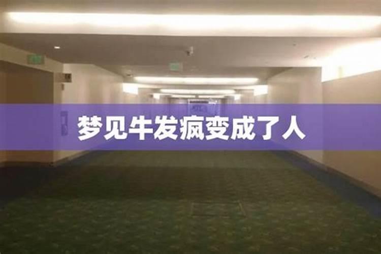 梦见牛发疯攻击人怎么回事