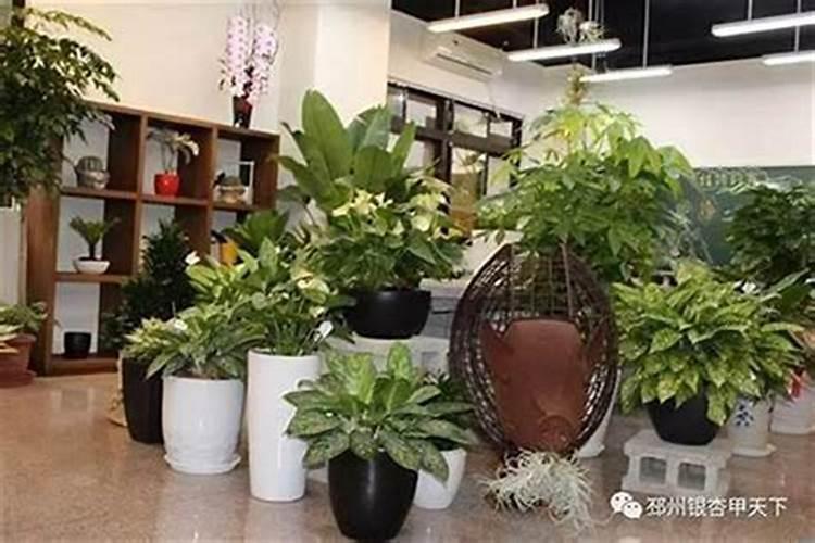 家里放什么绿植风水好 哪些植物可以招财旺财