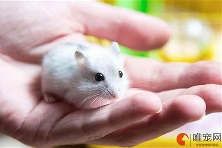 梦见后背有一只老虎的预兆
