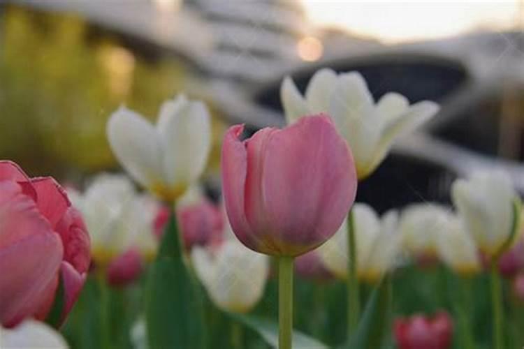 犯太岁带什么东西化解,什么吉祥物化太岁效果好