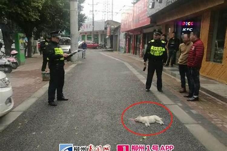 开车压死一条狗,运势会下降吗？