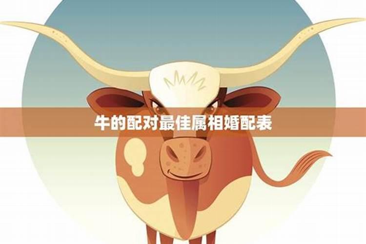 属狗和属牛夫妻婚姻如何 属狗属牛夫妻如何化解